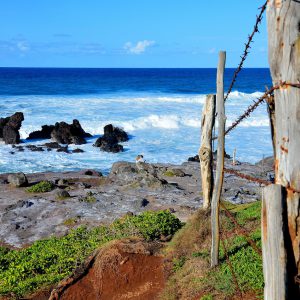 Barbwire Fence along Hāna Highway, Maui, Hawaii - Encircle Photos