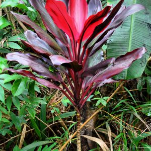 Red Ti Plant Leaves in Ho’olawa Valley on Maui, Hawaii - Encircle Photos