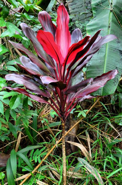 Red Ti Plant Leaves in Ho’olawa Valley on Maui, Hawaii - Encircle Photos