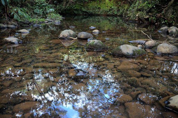 Rocky Still Pond in Rainforest at Ho’olawa Valley on Maui, Hawaii - Encircle Photos