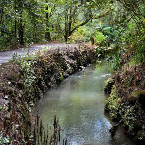 Trail Along River in Ko’olau Rainforest in Ho’olawa Valley on Maui, Hawaii - Encircle Photos
