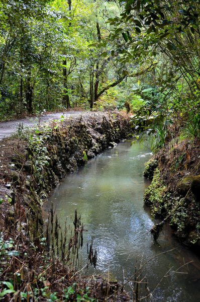 Trail Along River in Ko’olau Rainforest in Ho’olawa Valley on Maui, Hawaii - Encircle Photos
