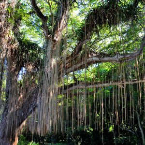Hanging Prop Roots of Banyan Tree near Kapalua on Maui, Hawaii - Encircle Photos
