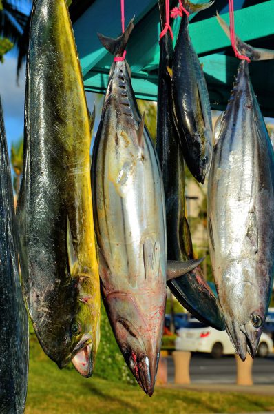 Fresh Catch Fish Hanging in Honolulu, O’ahu, Hawaii - Encircle Photos