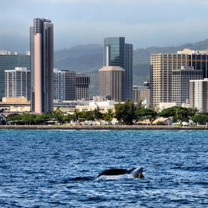 Humpback Whale Tail and Honolulu Downtown Skyline, Oahu, Hawaii - Encircle Photos