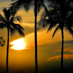 Sun Setting behind Palms at Waikīkī in Honolulu, O’ahu, Hawaii - Encircle Photos