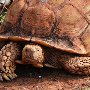 African Spurred Tortoise at Zoo in Honolulu, O’ahu, Hawaii - Encircle Photos