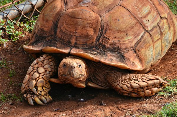 African Spurred Tortoise at Zoo in Honolulu, O’ahu, Hawaii - Encircle Photos