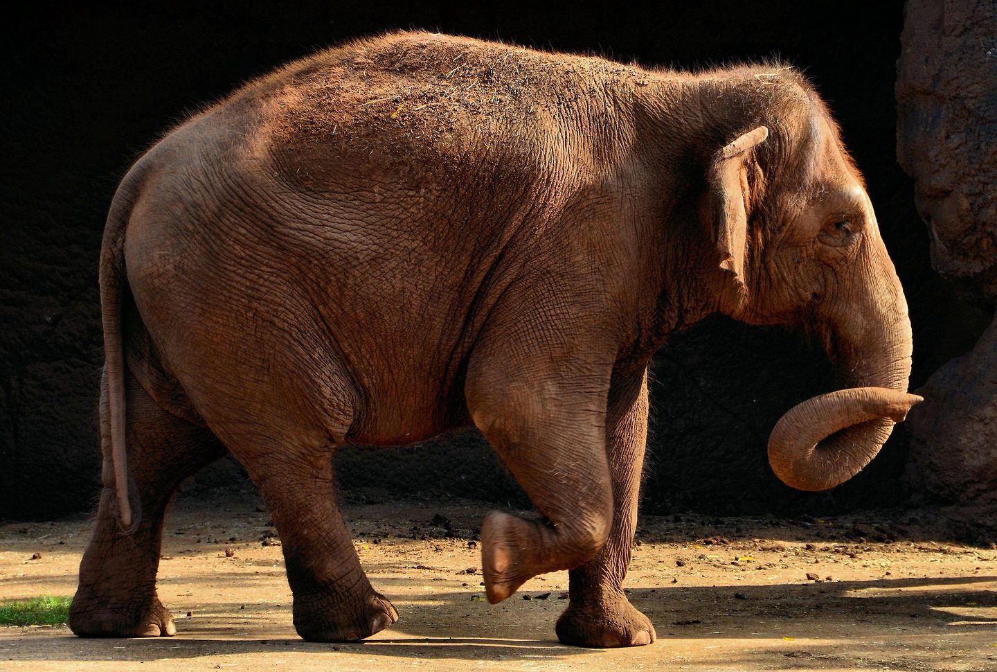 Female Asian Elephant at Zoo in Honolulu, O’ahu, Hawaii - Encircle Photos