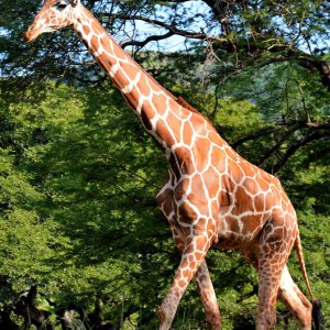 Reticulated Giraffe Walking at Zoo in Honolulu, O’ahu, Hawaii - Encircle Photos