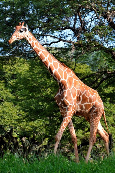 Reticulated Giraffe Walking at Zoo in Honolulu, O’ahu, Hawaii - Encircle Photos