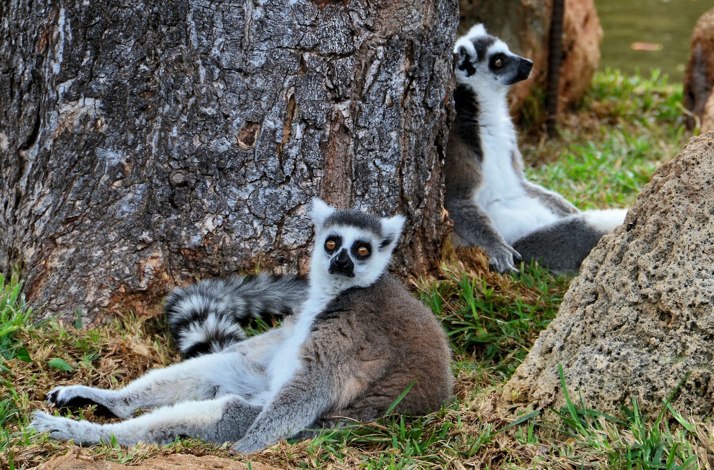 Two Ring-tailed Lemurs Sitting in Sun at Zoo in Honolulu, O’ahu, Hawaii - Encircle Photos