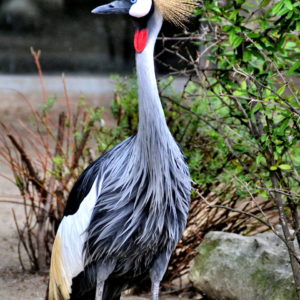 East African Crowned Crane at Budapest Zoo in Budapest, Hungary - Encircle Photos