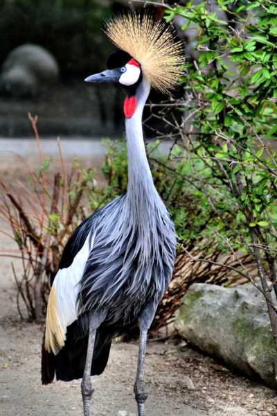 East African Crowned Crane at Budapest Zoo in Budapest, Hungary - Encircle Photos
