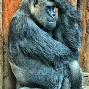 Western Lowland Gorilla in Budapest Zoo, Hungary - Encircle Photos