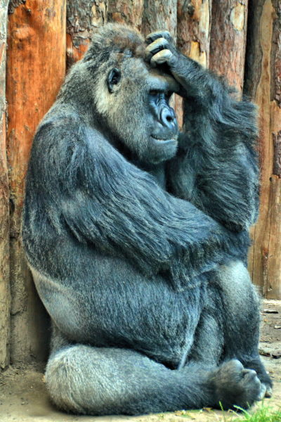 Western Lowland Gorilla in Budapest Zoo, Hungary - Encircle Photos