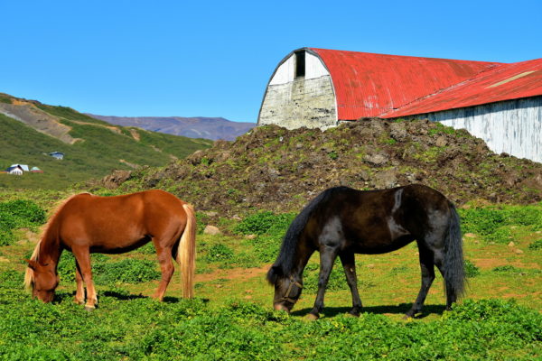 Visit Dairy Farm at Efstidalur II on Golden Circle, Iceland - Encircle Photos