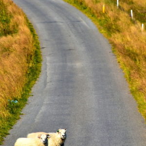 Icelandic Sheep on Golden Circle, Iceland - Encircle Photos