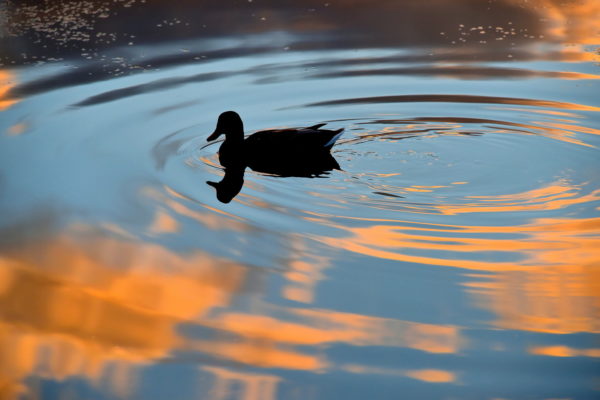 Birdwatching in Reykjavík, Iceland - Encircle Photos