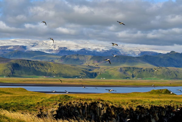 Puffins Flying at Dyrhólaey in South Iceland - Encircle Photos
