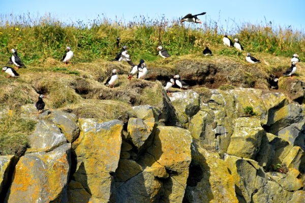 Puffins on Cliff at Dyrhólaey in South Iceland - Encircle Photos