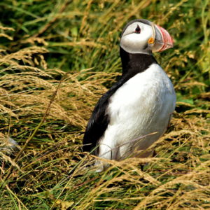 Atlantic Puffin at Stórhöfði on Heimaey in Westman Islands, Iceland - Encircle Photos