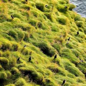 Puffin Colony at Stórhöfði on Heimaey in Westman Islands, Iceland - Encircle Photos