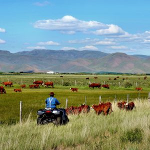 Rancher Herding Cattle near Arco, Idaho - Encircle Photos