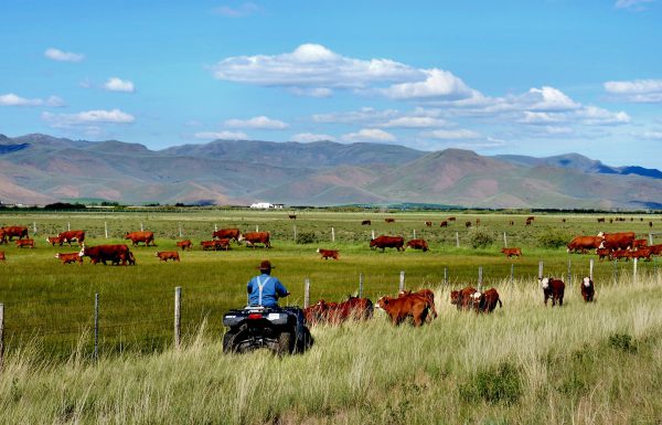 Rancher Herding Cattle near Arco, Idaho - Encircle Photos