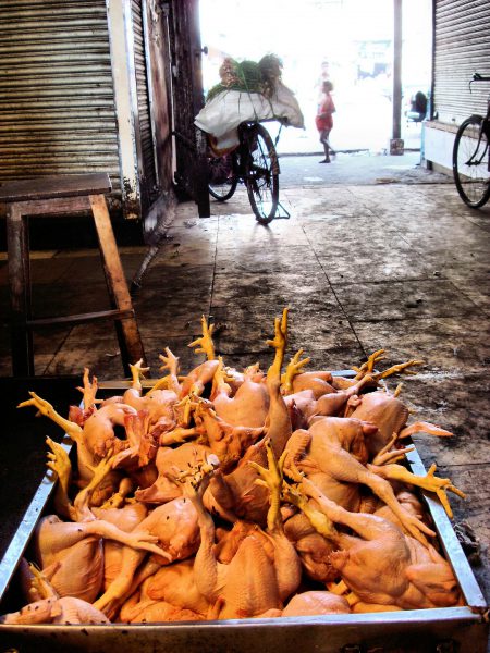 Whole Raw Chickens in Cart with Flies at Street Market in Mumbai, India - Encircle Photos
