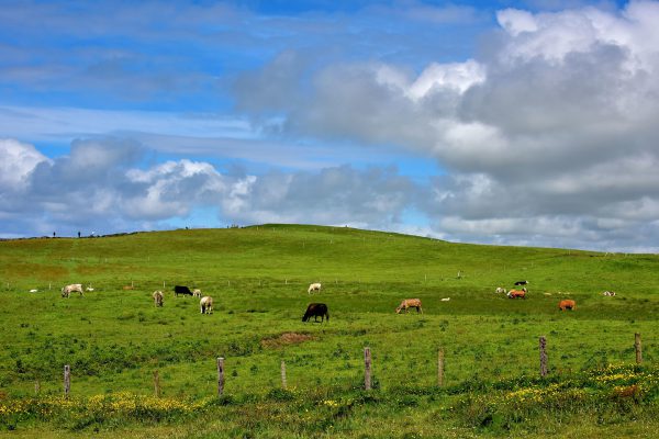 Cattle Grazing at Cliffs of Moher near Liscannor, Ireland - Encircle Photos