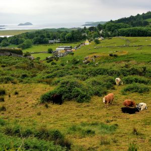 Grazing Cattle in Iveragh Uplands along the Ring of Kerry, Ireland - Encircle Photos