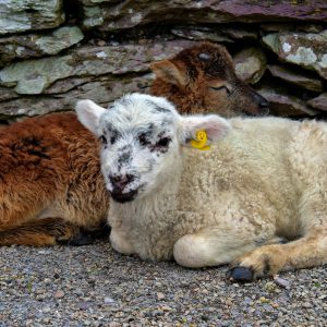 Lambs at Beenarourke Pass along the Ring of Kerry, Ireland - Encircle Photos
