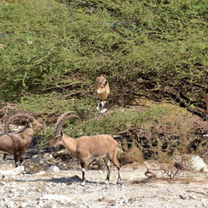 Nubian Ibexes at Ein Gedi Reserve along Dead Sea in Israel - Encircle Photos