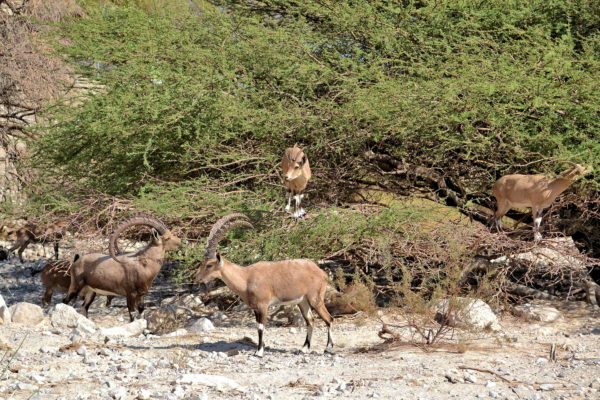 Nubian Ibexes at Ein Gedi Reserve along Dead Sea in Israel - Encircle Photos