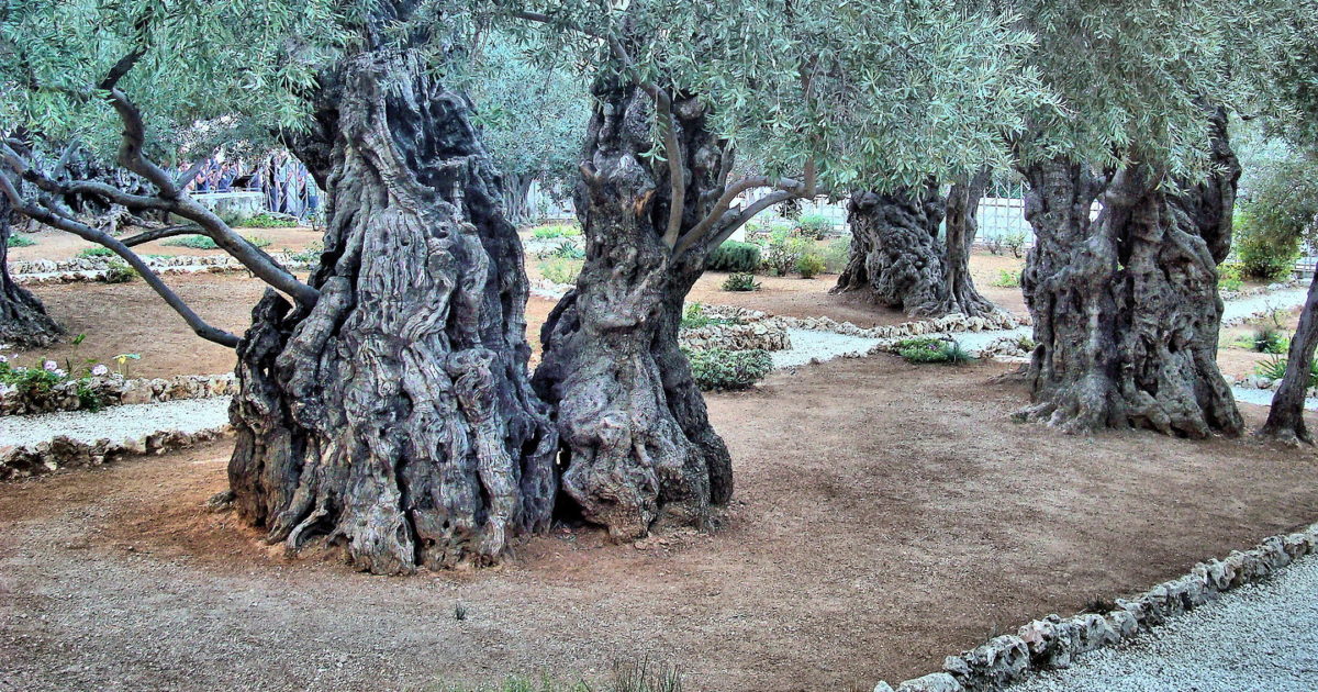 olive tree tours israel