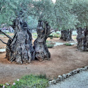 Olive Trees at Gethsemane on Mount of Olives in Jerusalem, Israel - Encircle Photos