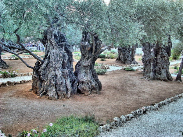 Olive Trees at Gethsemane on Mount of Olives in Jerusalem, Israel - Encircle Photos