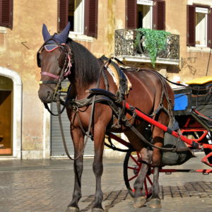 Horse-drawn Carriage below Spanish Steps in Rome, Italy - Encircle Photos