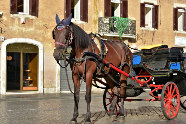 Horse-drawn Carriage below Spanish Steps in Rome, Italy - Encircle Photos