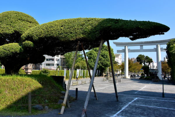 Torii and Bird-shaped Tree at Terukuni Shrine in Kagoshima, Japan - Encircle Photos