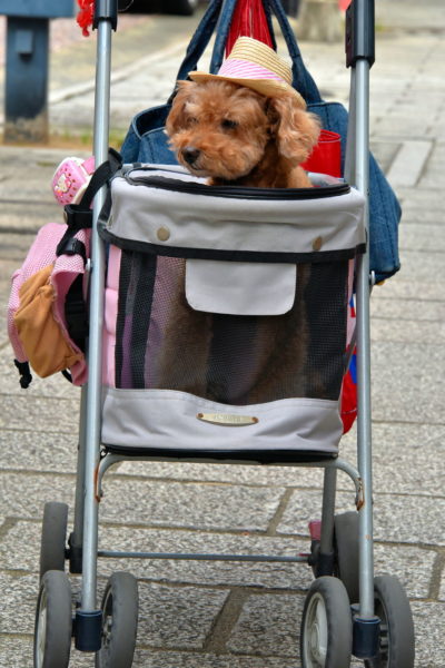 Puppy in Baby Stroller in Nagasaki, Japan - Encircle Photos