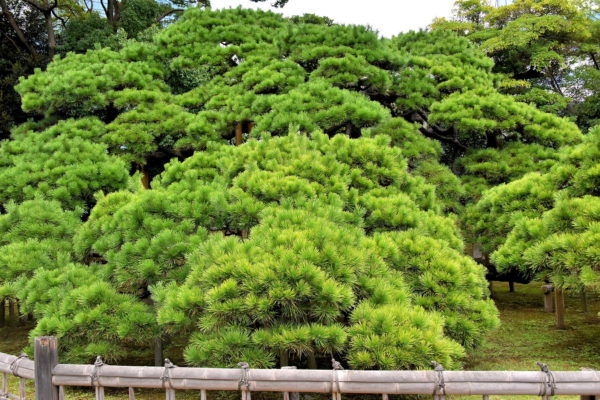 300-Year Pine at Hama-rikyu Gardens in Tokyo, Japan - Encircle Photos