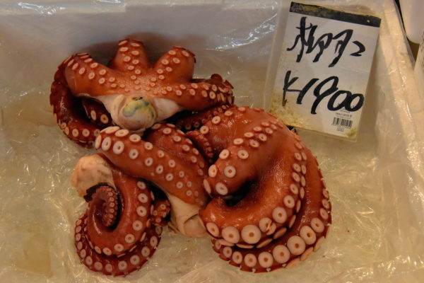 Octopus Displayed at Tsukiji Fish Market in Tokyo, Japan - Encircle Photos