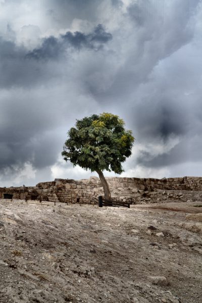 Single Tree on Citadel Hill in Amman, Jordan - Encircle Photos