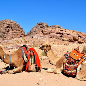 Two Resting Camels in Petra, Jordan - Encircle Photos