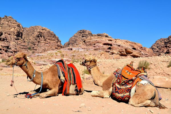 Two Resting Camels in Petra, Jordan - Encircle Photos