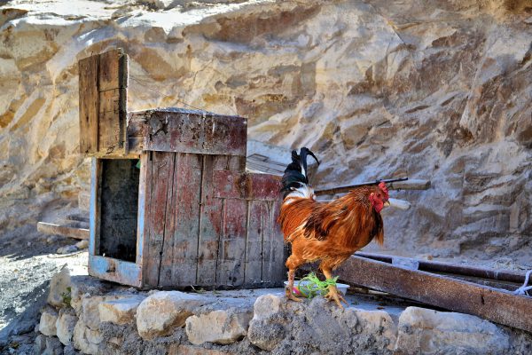 Rooster Leaving Wooden Coop in Shoubak, Jordan - Encircle Photos