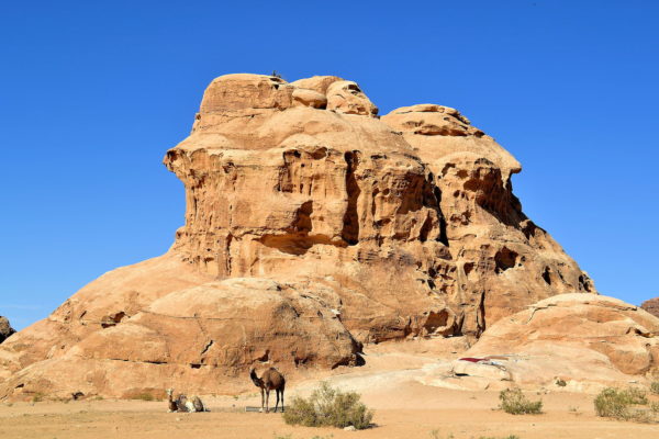 Bedouin Camels near Uum Sayhoun, Jordan - Encircle Photos