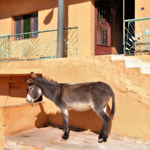 Black Donkey Beside House at Uum Sayhoun, Jordan - Encircle Photos